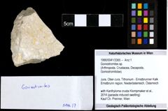 Foto (Objekt + Etiketten) von Goniodromites sp. 